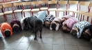 Zajęcia z dogoterapii_4